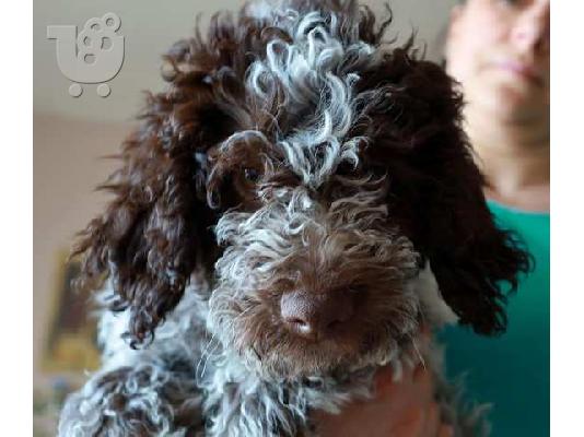 Κουτάβια Lagotto Romagnolo